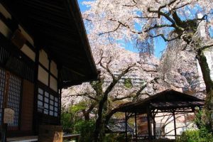 Le printemps à Kōbe