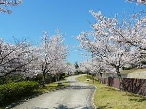 wasakura - wa-sakura - wa sakura - japon - tourisme - voyage - printemps - kobe - kōbe - sakura - parc