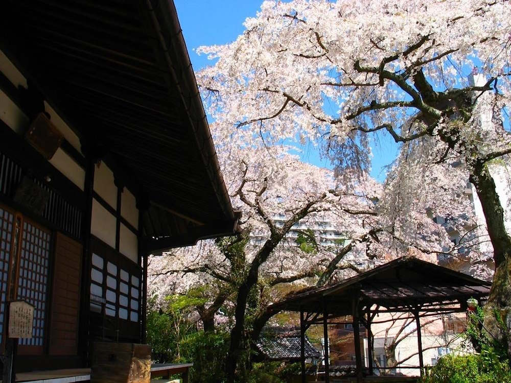 wasakura - wa-sakura - wa sakura - japon - tourisme - voyage - printemps - kobe - kōbe - sakura - temple