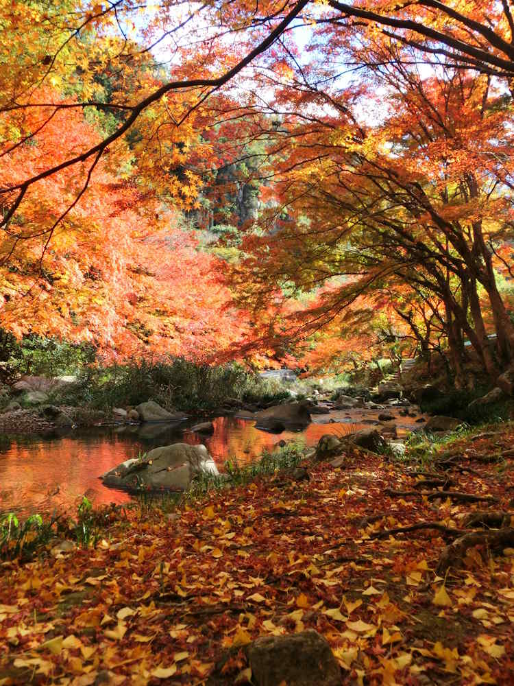 wasakura - wa-sakura - wa sakura - japon - voyage - tourisme - nature - momiji - gorges de go - gorges de gō - vallee gokei - vallée gōkei - vallée gokei
