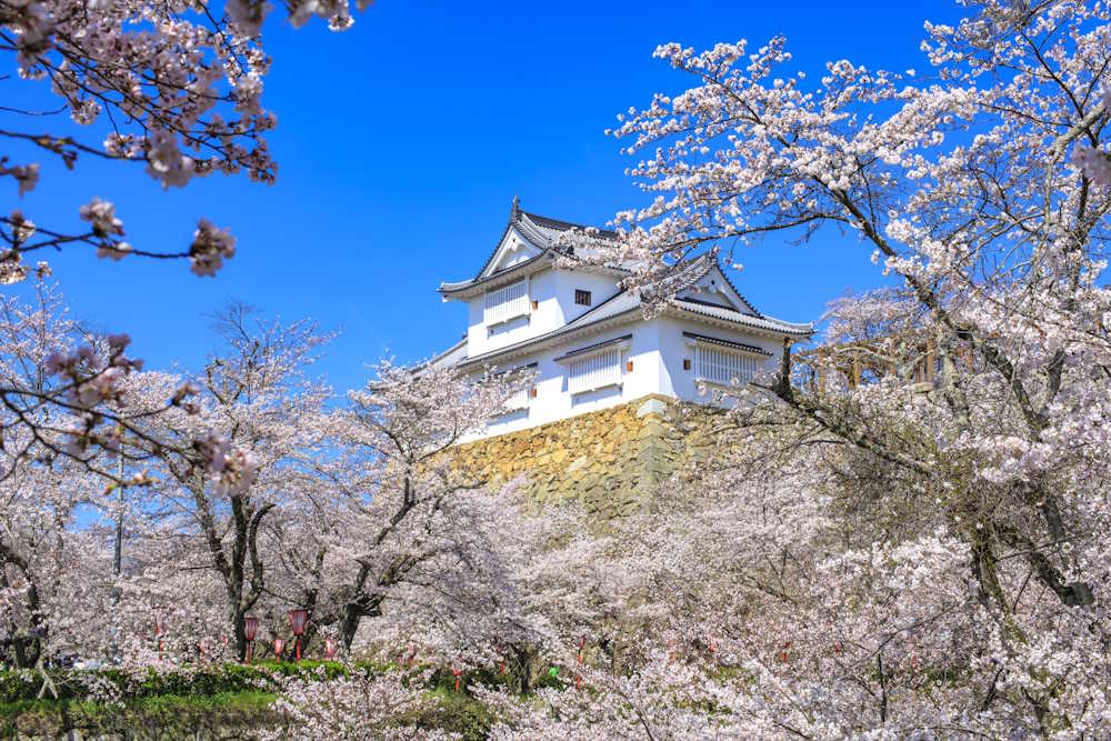 wasakura - wa-sakura - wa sakura - japon - tourisme - voyage - jardin - château de tsuyama - chateau de tsuyama - parc kakuzan - sakura - cerisier - hanami