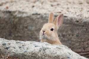 Okunoshima, l'île des lapins