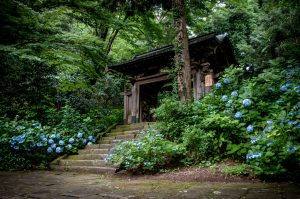 Temple Gessho-ji Matsue Shimane Japon tourisme hors des sentiers battus hortensias tortue