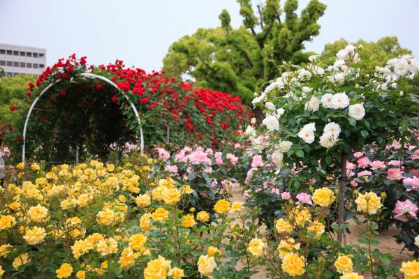 roseraie parc roses promenade fukuyama hiroshima Japon