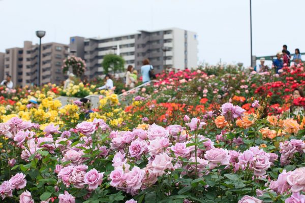 roseraie parc roses promenade fukuyama hiroshima Japon