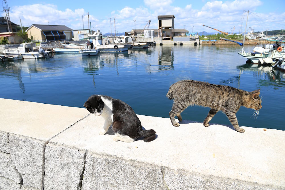 wa sakura - japon - tourisme - voyage - okayama - kasaoka - île - manabeshima - chat - île aux chats