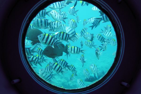 sous-marin récif corallien