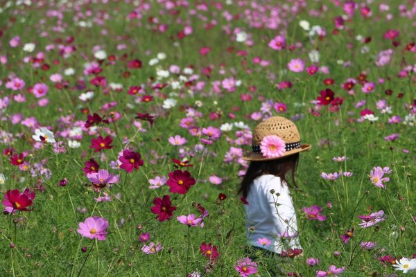 baie kasaoka okayama Japon champ de fleur montagne nature tournesols cosmos voyage détente découverte soleil
