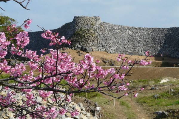 voyage japon okinawa nakijin château ruines site historique UNESCO muraille mer de Chine cerisiers sakura point de vue