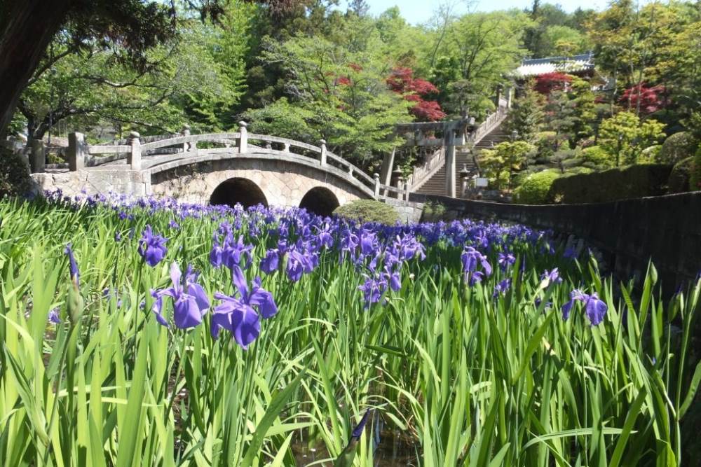 Sugawara : le sanctuaire aux iris et au pont à lunettes