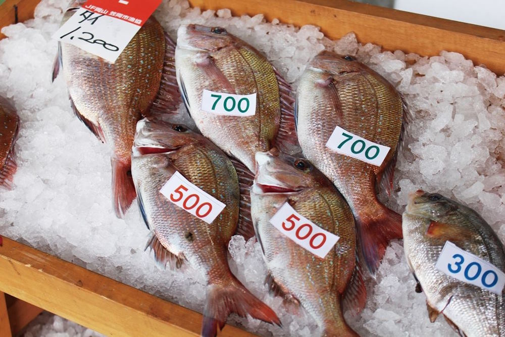 WA SAKURA - Japon - Marché au poisson de la coopérative Oshima-Minohama - Okayama