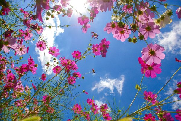 baie kasaoka okayama Japon champ de fleur montagne nature tournesols cosmos voyage détente découverte soleil