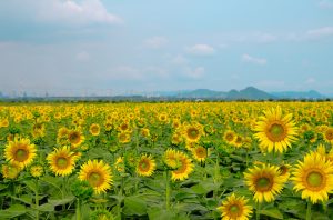baie kasaoka okayama Japon champ de fleur montagne nature tournesols cosmos voyage détente découverte soleil