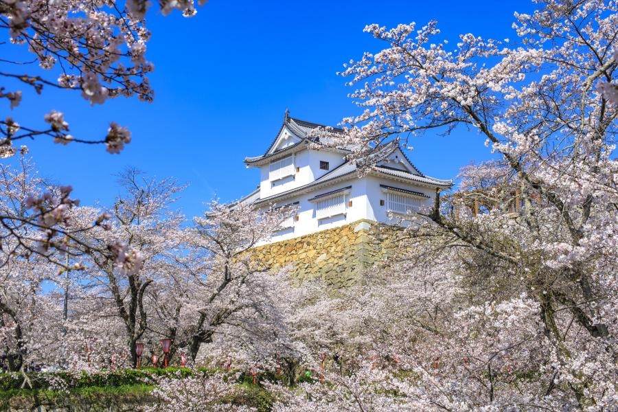Le château de Tsuyama et le parc Kakuzan