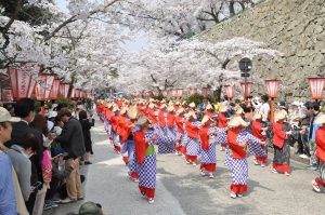 La fête des cerisiers de Tsuyama