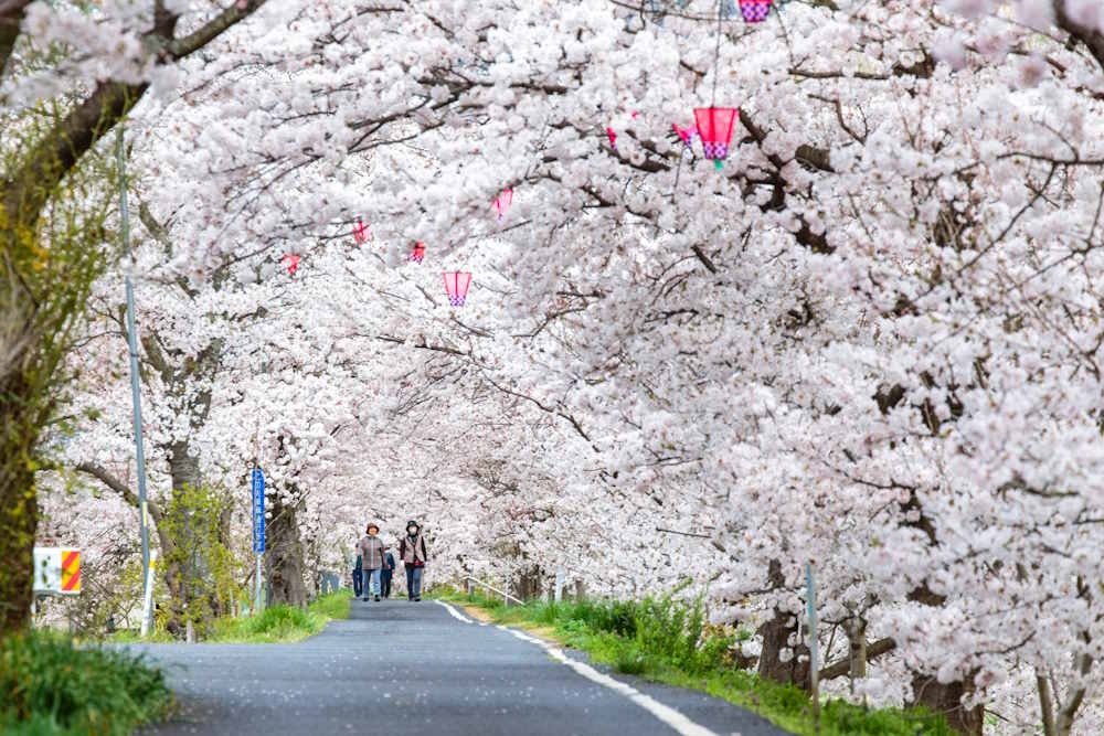 wasakura - wa-sakura - wa sakura - japon - voyage - tourisme - cerisier - sakura - hanami