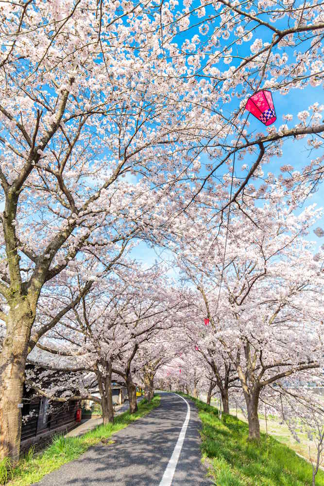 wasakura - wa-sakura - wa sakura - japon - voyage - tourisme - cerisier - sakura - hanami