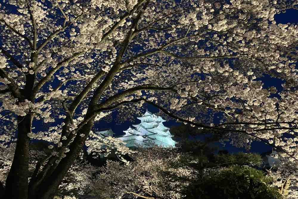 Wasakura - Voyage - Japon - Région - Hyogo - Cerisiers - Fleurs - Sakura - Château - Himeji 3