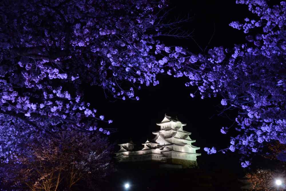 Wasakura - Voyage - Japon - Région - Hyogo - Cerisiers - Fleurs - Sakura - Château - Himeji 4