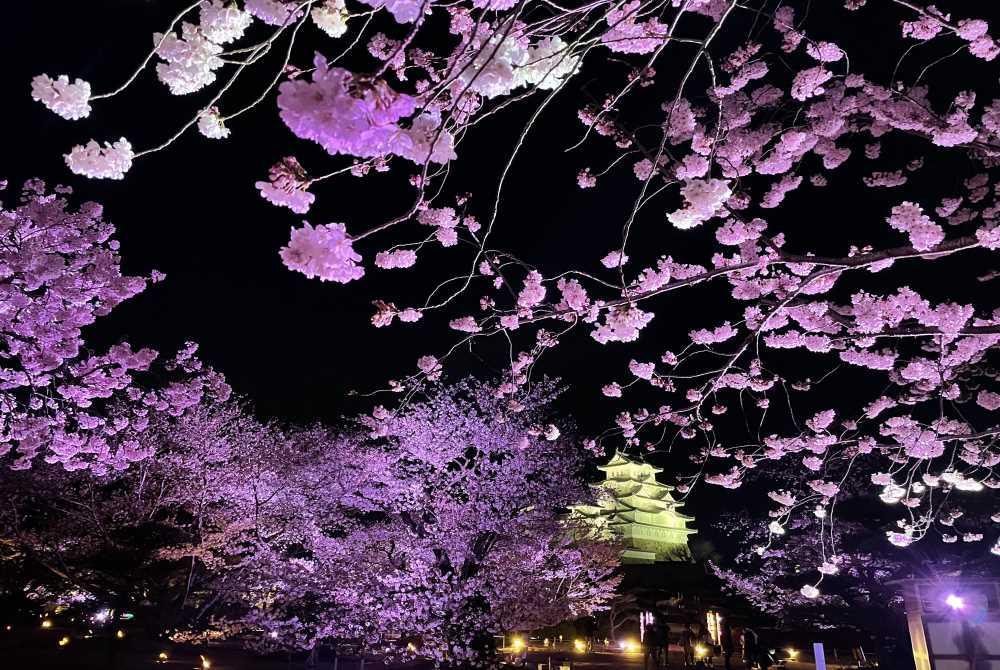 Wasakura - Voyage - Japon - Région - Hyogo - Cerisiers - Fleurs - Sakura - Château - Himeji 5
