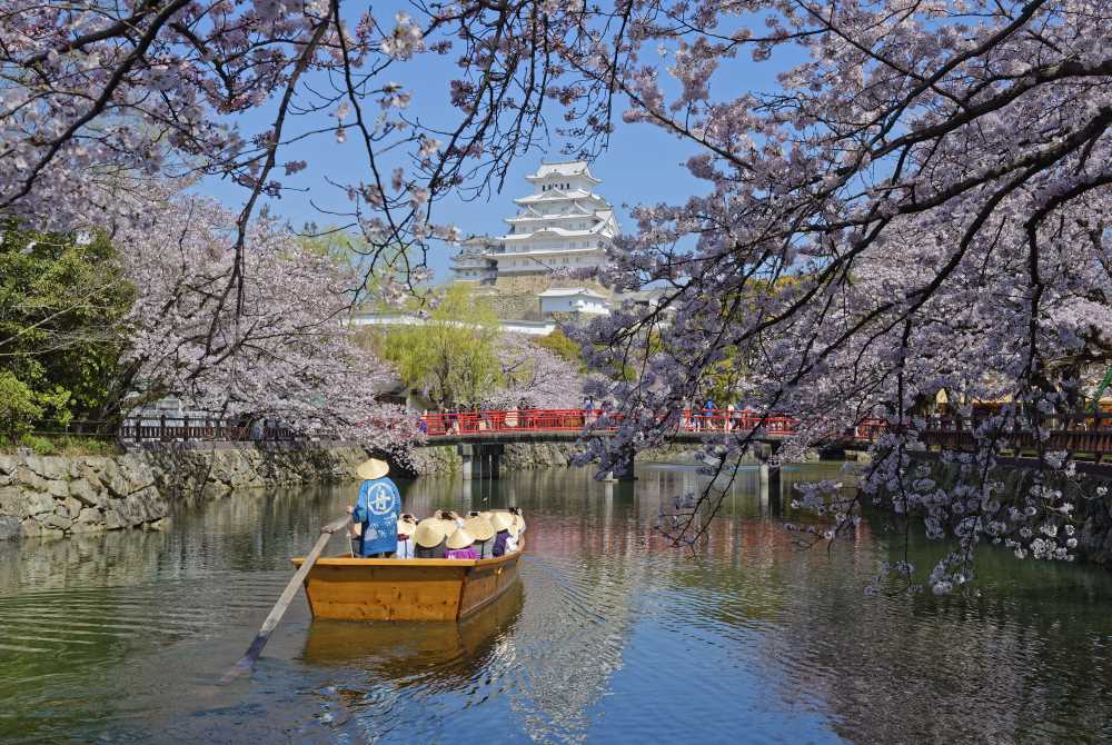 Wasakura - Voyage - Japon - Région - Hyogo - Cerisiers - Fleurs - Sakura - Château - Himeji 6