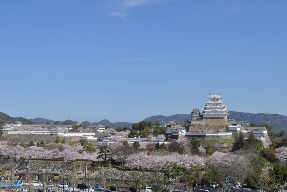 Wasakura - Voyage - Japon - Région - Hyogo - Cerisiers - Fleurs - Sakura - Château - Himeji 8