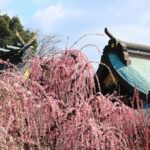 Les meilleurs spots pour admirer les pruniers en fleurs dans la préfecture de Mie