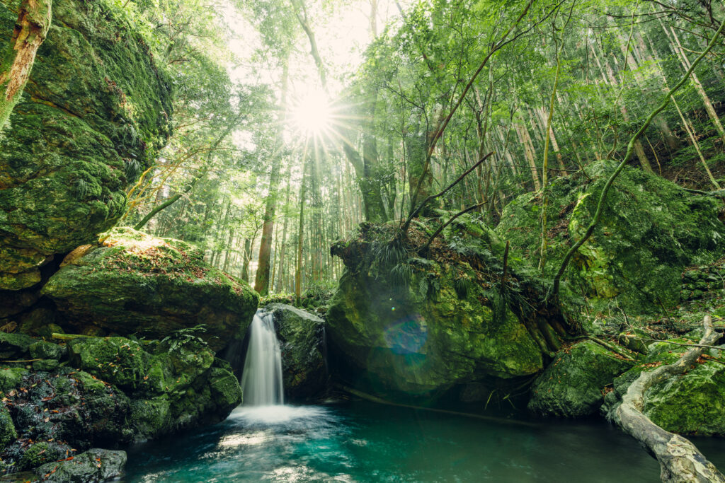 wa sakura - mie - taiki